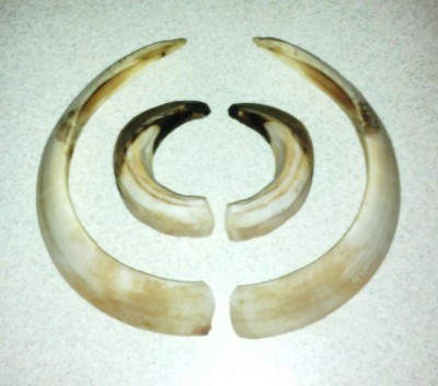 Kljovice-124 CIC.jpg