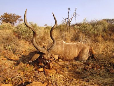 Kudu.JPG