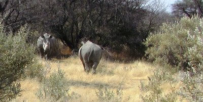 Rhino 3.JPG