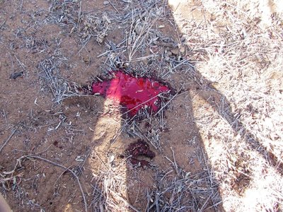 blood 1.JPG