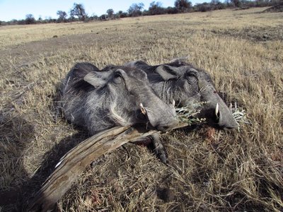 warthog for bait.JPG