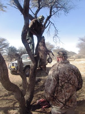 hanging the bait.JPG