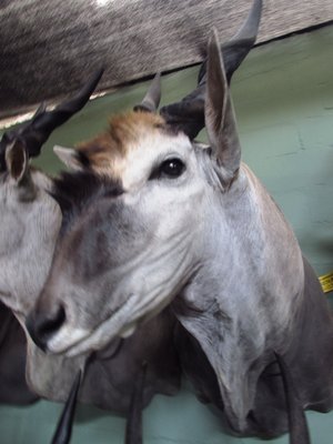 Eland.JPG