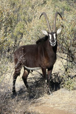 sable 3.JPG