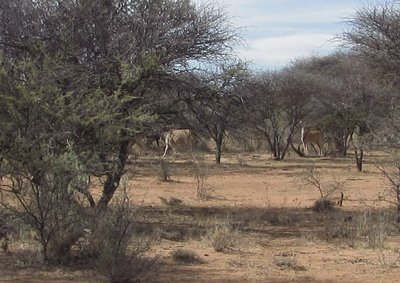 Eland.JPG
