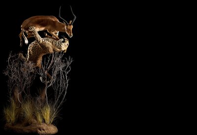 taxidermy.jpg