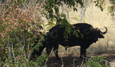 01 Buffalo CHobe Park.JPG