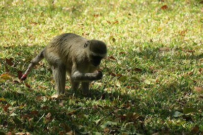 06 Vervet Monkey Vic falls.JPG