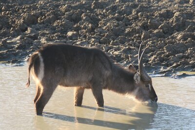04 druga ceka waterbuck.JPG