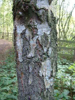 450px-Birchbark.jpg