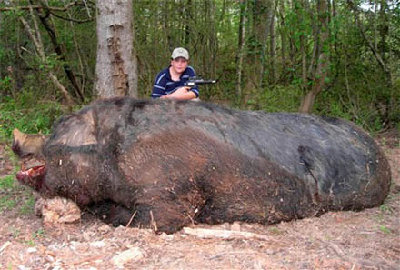 hogzilla0.jpg
