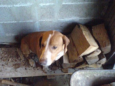 Ovdje Posavac Juco (cca +30kg) smeta dok istovaram drva pred kotlovnicu.