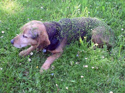 Kad se njoj neda maknuti s mjesta, onda joj se neda... cak ni kad kosim travu oko nje... ona je svoju mirovinu posteno zasluzila...