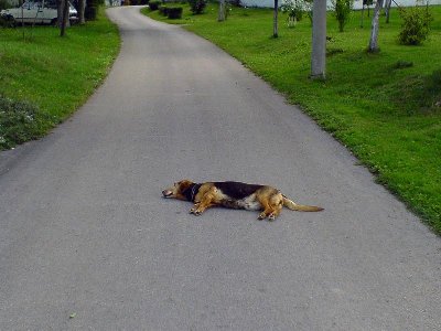 srecom pa su susjedi navikli na ovakav "Road-Kill" prizor, i znaju da se ne mice kad dolazi auto (a i gluha ko' top)