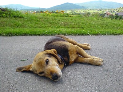 "Odmaram, pusti me na miru!"<br />LELA - R.I.P.<br />Veljača 1992 - Studeni 2008