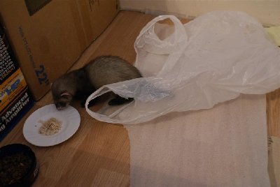 frajer je upravo uselio u novi dom