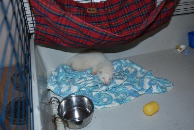 također prvi dan u novoj kući