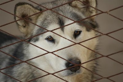 izgleda tužno na slici, ali je zapravo stalno vesela